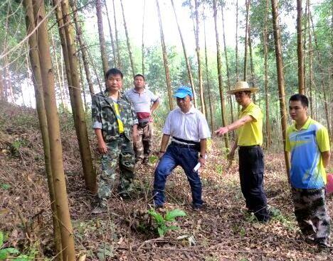 派阳山林场近30万亩林地通过国际FSC森林认证审核