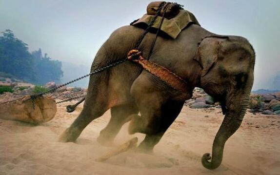 大象运输原木