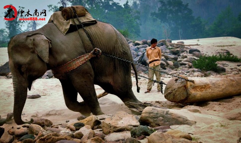 人们利用大象搬运红木