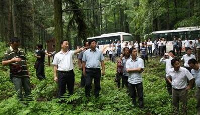 湖南省隆回县拟建2000亩金钱松国家木材战略储备基地