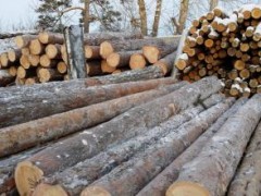 俄罗斯优质原木 厂家河道打桩原木 房梁原木 厂家供应批发图1