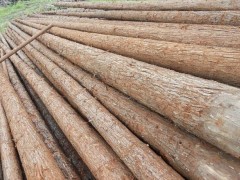 林厂直销原木 杉木 各种家具板材 工程专用木材