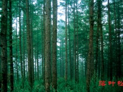 林厂直销原木  落叶松 杉木 各种家具板材 工程专用木材