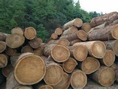 浙桂木业 大量供应 优质香杉原木  规格齐全
