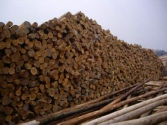 厂家批发香杉原木 材质优良 规格可定图1