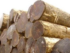 大量供应 兰卡至中国柚木原木进口 质优价廉 保质保量