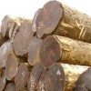 大量供应 兰卡至中国柚木原木进口 质优价廉 保质保量