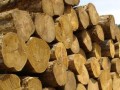 合昌国际木材贸易有限公司-产品图片