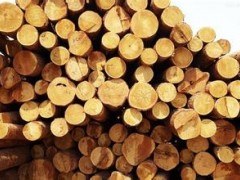 酸枝木原木 大量出口 原木 规格齐全 质量保证