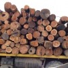 正宗斯里兰卡酸枝木出口业务 客户可在砍伐现场任意挑选后砍伐