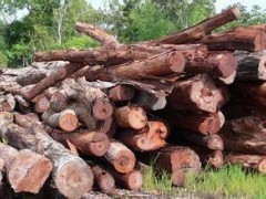济宁瑞祥木业 大量供应红酸枝、草花梨原木 质优价廉