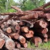 济宁瑞祥木业 大量供应红酸枝、草花梨原木 质优价廉
