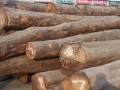 济宁瑞祥木业-产品图片