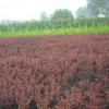 厂家热销 构树 红梅树 红叶李树苗 种类齐全 货源充足
