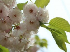 樱花价格 樱花价格行情 樱花报价参考图2