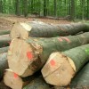 供应优质欧洲榉木原木 板材 方材 地板 家具板材厂家直销