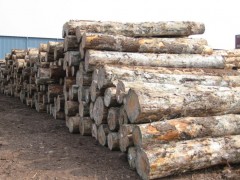 厂家直销 桉木原木 优质供应 量大从优图1