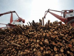 优质 桉木原木 大量供应 质优价廉