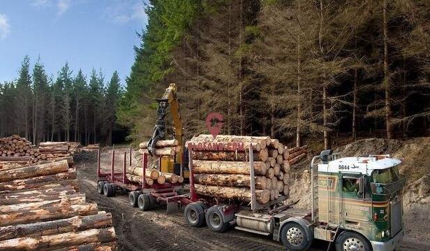 新西兰原木出口价格