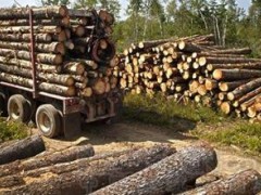 直销大小径级原木 进口原木 量大 质优价廉