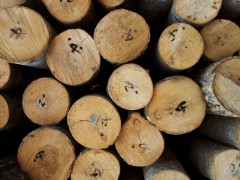 厂家直销 各类冷杉原木  品种多质量优