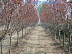 樱花树价格 樱花价格详情 樱花报价介绍图2