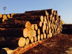 原木价格 俄罗斯樟子松原木 进口无节樟子松实木板材 樟松实木家具材