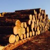原木价格 俄罗斯樟子松原木 进口无节樟子松实木板材 樟松实木家具材