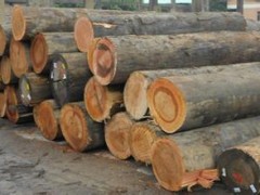 大量供应高品质柳桉木  木方 柳桉实木板材 原木  质优价廉