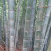 自产自销 楠竹批发 精品楠竹 各种规格 大量有货