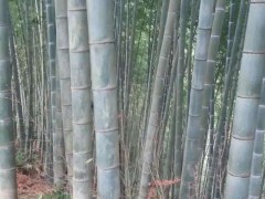 长期大量供应 精品楠竹 楠竹批发 各种规格 大量有货