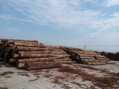 厂家直销 进口各类原木生产加工 价格实惠