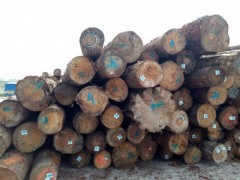 一手货源 进口各类原木加工 品种多 质量优