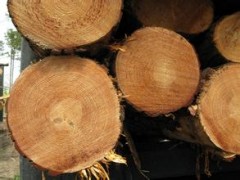 可定制各种规格 南方松原木加工 货源充足 品质保障