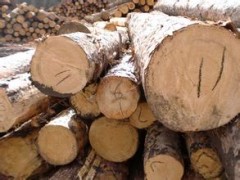 樟子松原木加工板材 实木 烘干板材 防腐木材 桦木原木图1