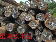 大量供应 苏里南铁木豆 甘蓝豆  大理石豆 瓦泰豆 依贝图1