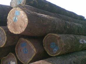 进口原木优质红松原木,东北红松品牌