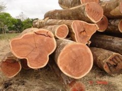 酸枝木原木 大量出口 原木 规格齐全 质量保证