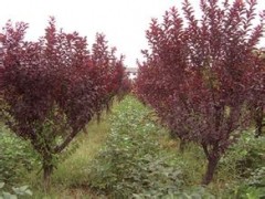 绿化苗木 紫叶桃|红叶碧桃，紫叶碧桃树苗|庭院植物 规格齐全