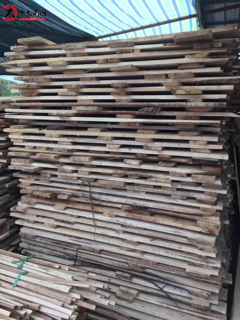 柏木 樟木 原木 板材