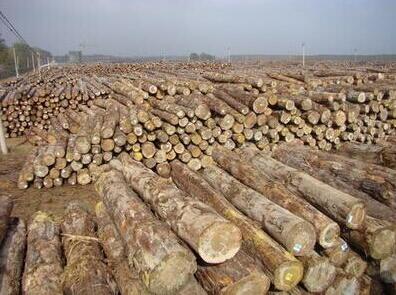 建阳区林场至八月木材生产完成情况