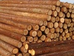 精品 杉木 木门加工 可靠质量图1