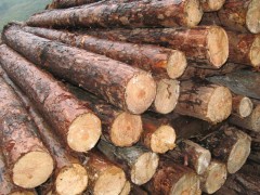 厂家大量供应 松木 杂木 规格齐全 货源充足