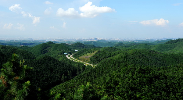 七坡林场2016年1-8月份林产品销售收入达1.2亿元