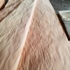 专业生产各种规格的榉木木皮 尺寸 规格 均可定做
