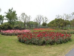 丰花月季  花缸花艺丰花月季   城市花园丰花月季