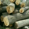 泡桐原木，木材