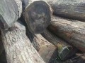 吉林市鸿霸木业-产品图片