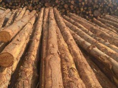 长期大量供应 俄罗斯樟子松 奥松 铁杉 云杉等 质优价廉