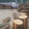 精品 池杉（落叶松） 水杉木制品 各种木制品均可定做